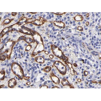 NOS3 / eNOS Antibody