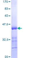 Human INPPL1 / SHIP2 Protein (Recombinant GST, N-terminus)