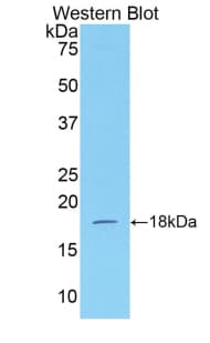 IFN Gamma / Interferon Gamma Antibody (aa23-156, APC)