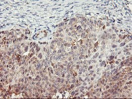 TULP3 Antibody (clone OTI7B8)