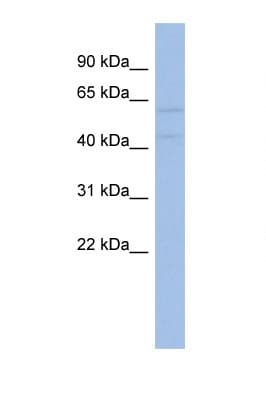 AKT2 Antibody (aa71-120)