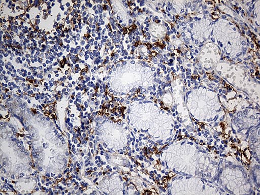 CD14 Antibody (aa20-367, clone OTI3F5)