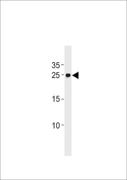 YWHAG / 14-3-3 Gamma Antibody (aa137-162)