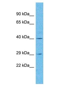 OR4N5 Antibody (aa254-303)