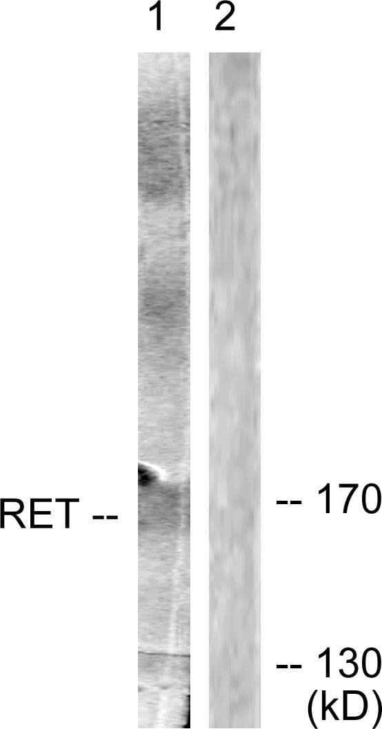 RET Antibody (p905)