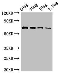 L-ornithine 5-monooxygenase Antibody