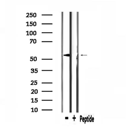 MECP2 Antibody