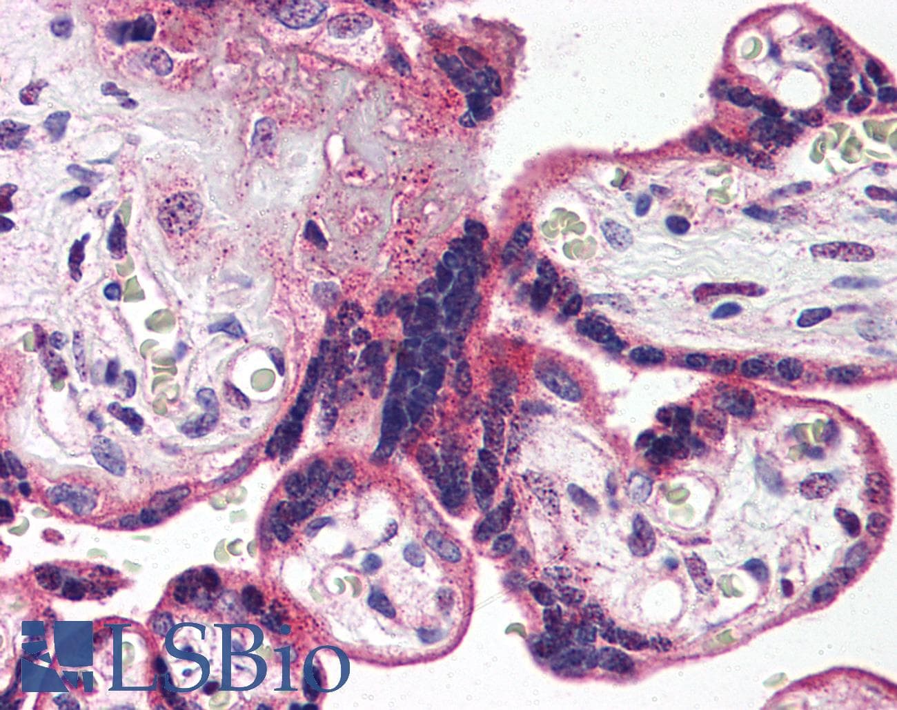 IHC-plus™ HTR2A / 5-HT2A Receptor Antibody (C-Terminus)