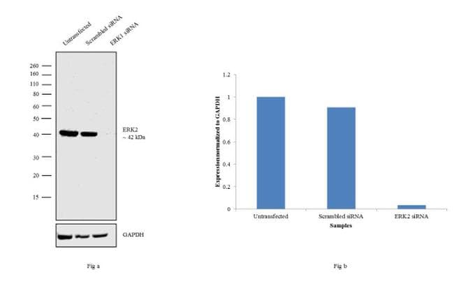 ERK1 + ERK2 Antibody (clone 3F8B3)