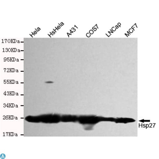 HSPB1 / HSP27 Antibody