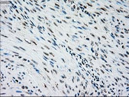 NRBP1 / NRBP Antibody (clone OTI2A5)