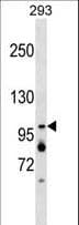 XAB2 Antibody (aa450-479)