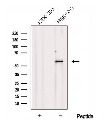 DNPEP Antibody
