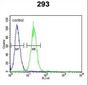 Polyclonal Rabbit anti-Human KCNQ1 / KVLQT1 Antibody (aa513-540, IHC, WB)