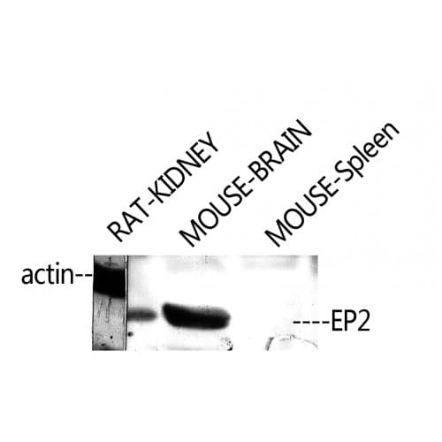 IHC-plus™ PTGER2 / EP2 Antibody (230-310 aa, C-terminal)