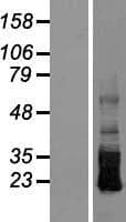 CRB3 Protein (Over-Expression Lysate Myc-DDK (Flag))