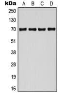 CDC25A Antibody (phospho-Ser124)