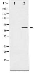 AKT1 Antibody