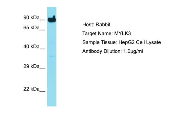 MYLK3 Antibody (C-Terminus)