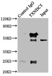 Polyclonal Rabbit anti-Human TXNDC5 / ERP46 Antibody (IHC, WB)