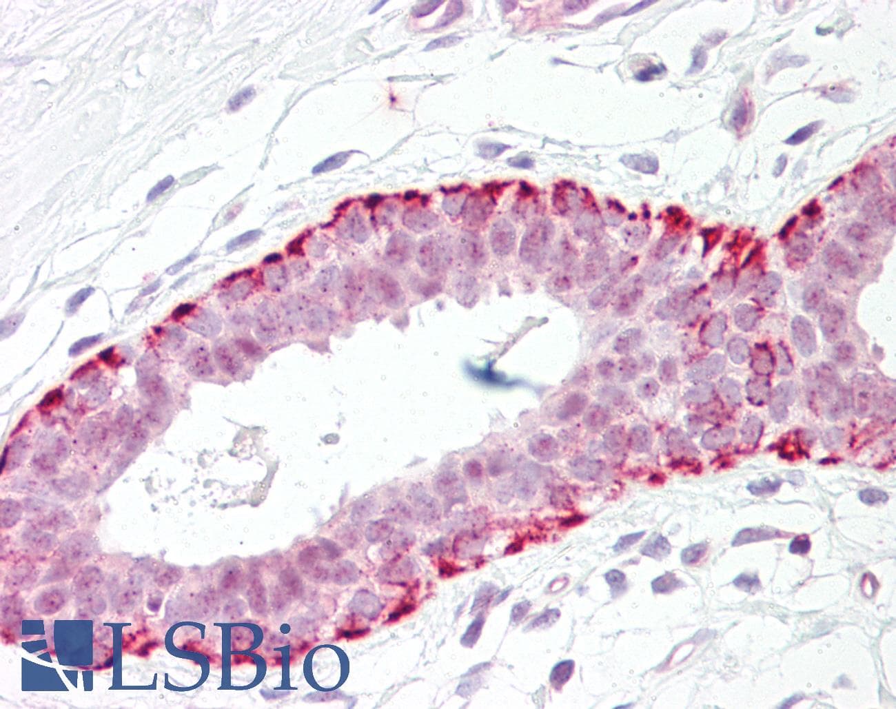 IHC-plus™ FADD Antibody (aa159-208)