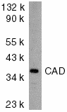 DFFB Antibody (aa205-222)