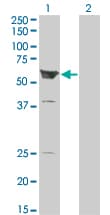 ARHGEF5 Antibody (clone 3A12-B5)