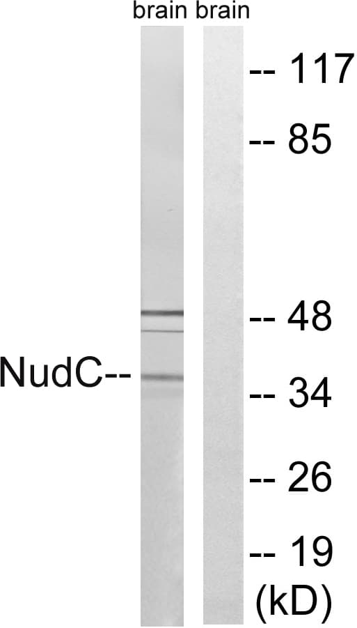 IHC-plus™ NUDC Antibody (aa282-331)