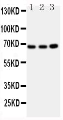 GBP1 Antibody (aa566-589)