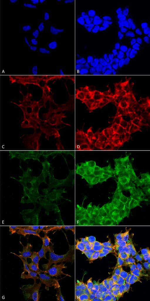 Dibromo-tyrosine Antibody (clone 9F12, APC)
