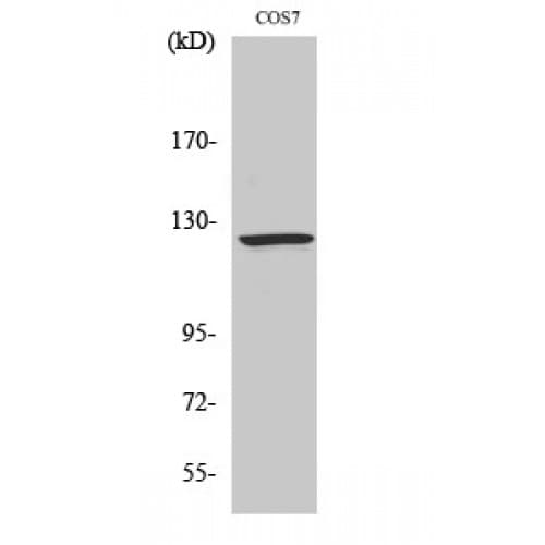 RANBP6 Antibody (770-850 aa, Internal)