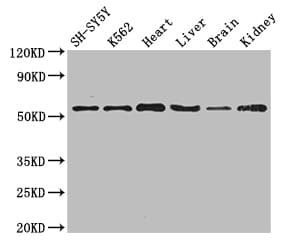 SLC16A9 Antibody
