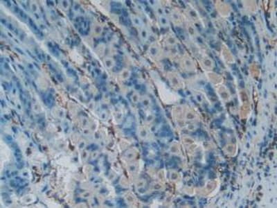 LTBR Antibody (aa128-395, Biotin)