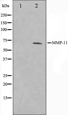 MMP11 Antibody