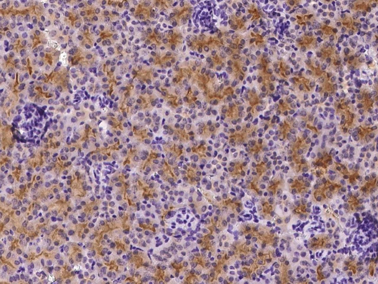 Polyclonal Rabbit anti-Mouse CD71 / Transferrin Receptor Antibody (Preservative Free, IHC)