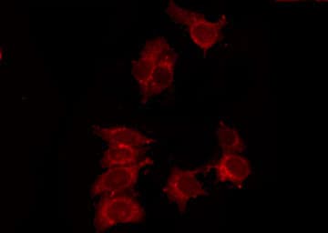 P2RY14 / GPR105 Antibody