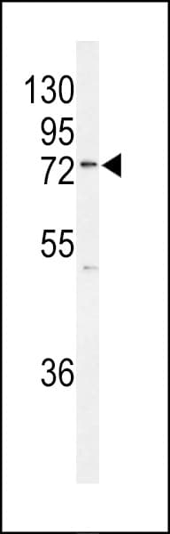 KIAA0776 / NLBP Antibody (aa426-455)