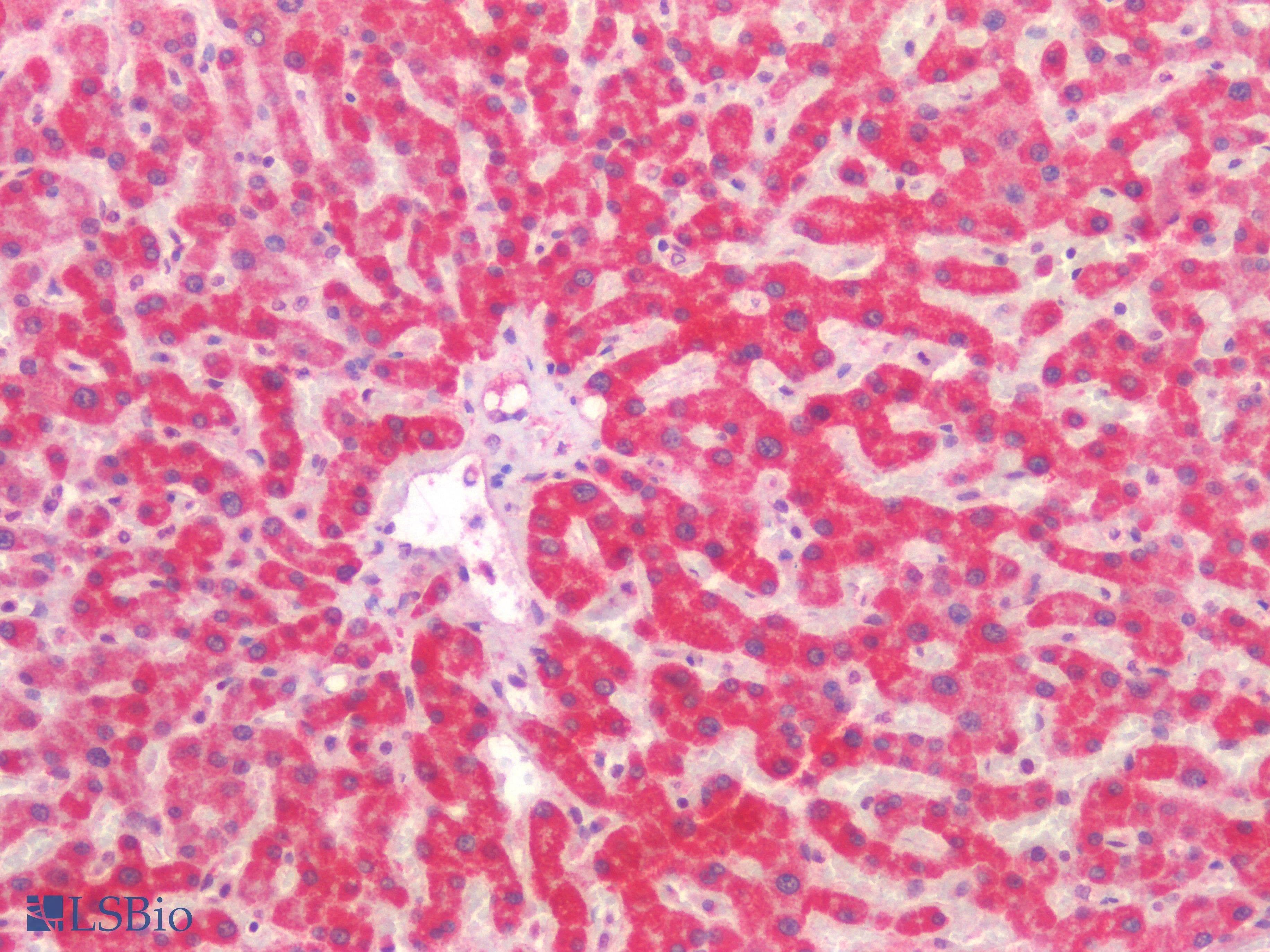 PathPlus™ LAMA1 / Laminin Alpha 1 Antibody