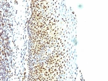 SUMO2 Antibody (clone SUMO2/1199, Ready-to-Use)