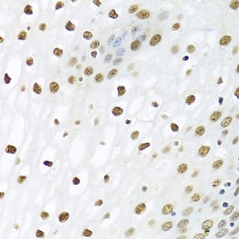 PTBP1 Antibody