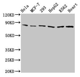 Polyclonal Rabbit anti-Human TRAP1 / HSP75 Antibody (IF, WB)