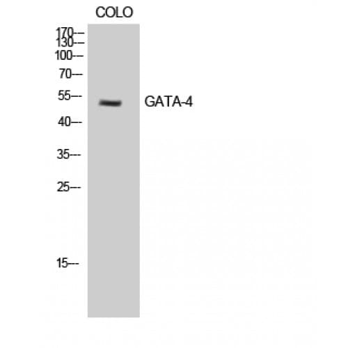 Polyclonal Rabbit anti-Human GATA4 Antibody (200-280 aa, IF, WB)