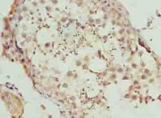 DEFB129 Antibody