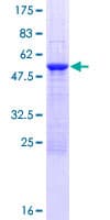 Human FAM9B Protein (Recombinant GST)