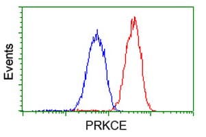 PRKCE / PKC-Epsilon Antibody (clone OTI1B4)