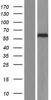 CERKL Protein (Over-Expression Lysate Myc-DDK (Flag))