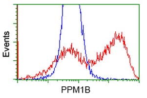 PPM1B Antibody (clone OTI3F2)