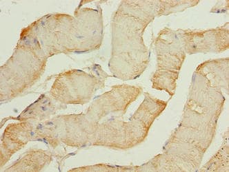 FAM124A Antibody