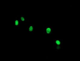THAP6 Antibody (clone OTI1E10)
