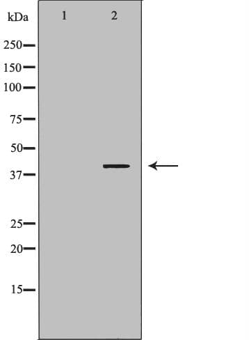 BAG1 / BAG-1 Antibody